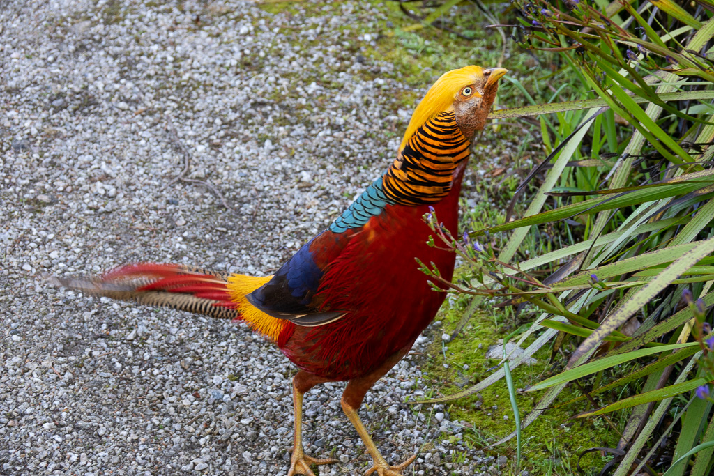 Golden Pheasant, Isle of Scilly